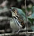 Hylopezus perspicillatus -Carara National Park, Central Pacific Conservation Area, Costa Rica-8