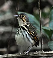 Archivo:Hylopezus perspicillatus -Carara National Park, Central Pacific Conservation Area, Costa Rica-8