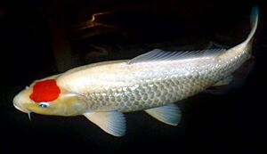 Archivo:Japan-Koi