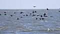 Kormorane (Greifswalder Bodden)