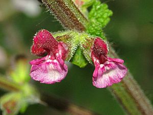 Archivo:Lamiaceae - Salvia viscosa