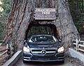 LeggettChandelierTreeCar