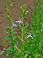 Lobelia inflata 002