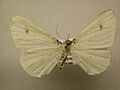 Macrosoma albida