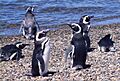 Magellan-Pinguine