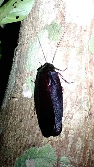 Archivo:Megaloblatta longipennis Costa Rica