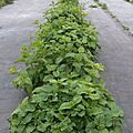 Melissa officinalis g1