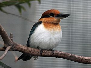 Archivo:Micronesian Kingfisher RWD5