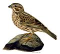 Miliaria calandra