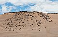 Monjes de la Pacana, Chile, 2016-02-07, DD 29