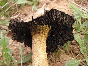 Archivo:Montagnea arenaria 305111