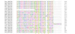 Archivo:Multiple Sequence Alignment of ZNF226 Protein Sequence Across 20 Species (1)
