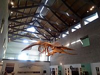 Archivo:Museo do Mar de Galicia cachalote