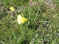 Narcissus bulbocodium subsp graellsii 2