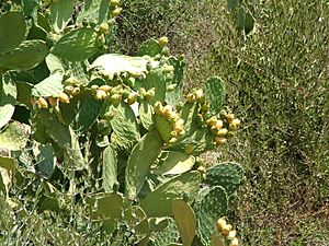 Archivo:Opuntia ficus-indica,Morocco