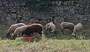 Archivo:OvejasSolas