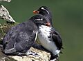 Parakeetauklets2