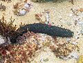 Pepino de mar (Holothuria forskali), isla de Mouro, Santander, España, 2019-08-14, DD 38