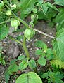 Physalis pruinosa habit