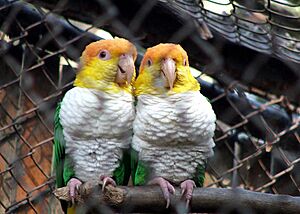 Archivo:Pionites leucogaster -Zoologico de Sao Paulo -Brazil-6a