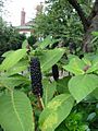 Pokeweed