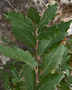 Quercus turbinella leaves 1.jpg