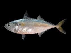 Rastrelliger brachysoma.png