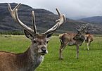 Archivo:Red deer stag