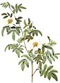 Rosa clinophylla