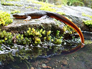 Archivo:Rough-skinned newt