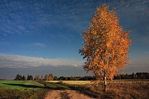 Archivo:Sügise märgid