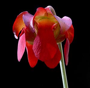 Archivo:Sarracenia leucophylla flower