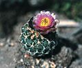 Sclerocactus wetlandicus ssp ilseae fh 0701 UT in cultur in der Sammlung von F Hochstaetter