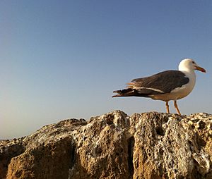 Archivo:Seagull Essaouira