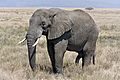 Serengeti Elefantenbulle