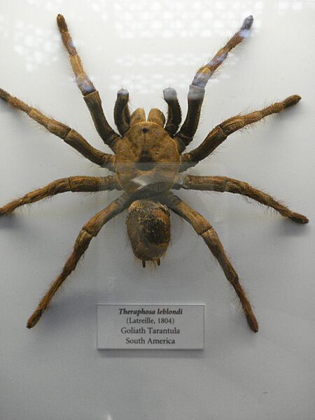 Spider (2070453445)