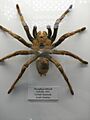 Spider (2070453445)
