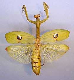 Stagmatoptera hyaloptera TPopp.jpg