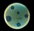 Staphylococcus aureus (AB Test)