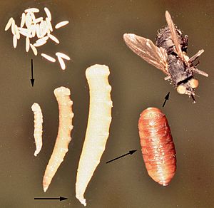 Archivo:Stomoxys-stable-fly-life-cycle-2