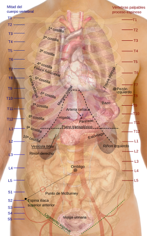Surface projections of the organs of the trunk-es.svg