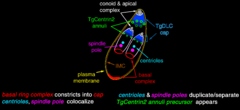 Archivo:T-gondii Estructura