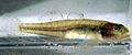Tidewater Goby - USFWS4
