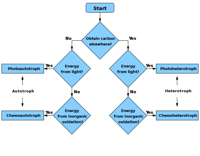 Troph flowchart