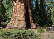 United States - California - Sequoia National Park - 11