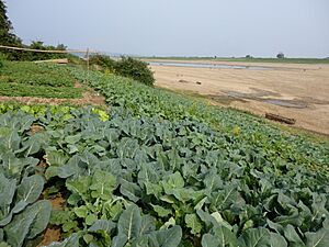 Archivo:Unnamed Road, Mawlaik, Myanmar (Burma) - panoramio (5)