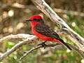 Vermilion Flycatcher - Flickr - treegrow (1)