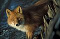 Vulpes vulpes at shipwreck