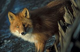 Vulpes vulpes at shipwreck