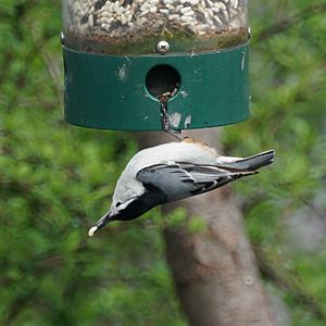 Archivo:White-breasted nuthatch (5651572570)